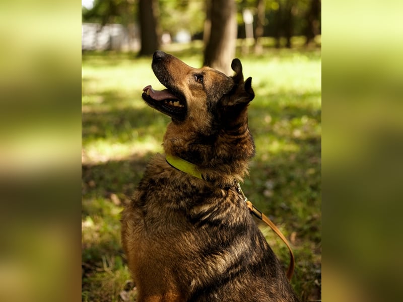 Sanfter Traumhund Yasha❤️befindet sich derzeit auf einer Pflegestelle in 83543 Rott am Inn