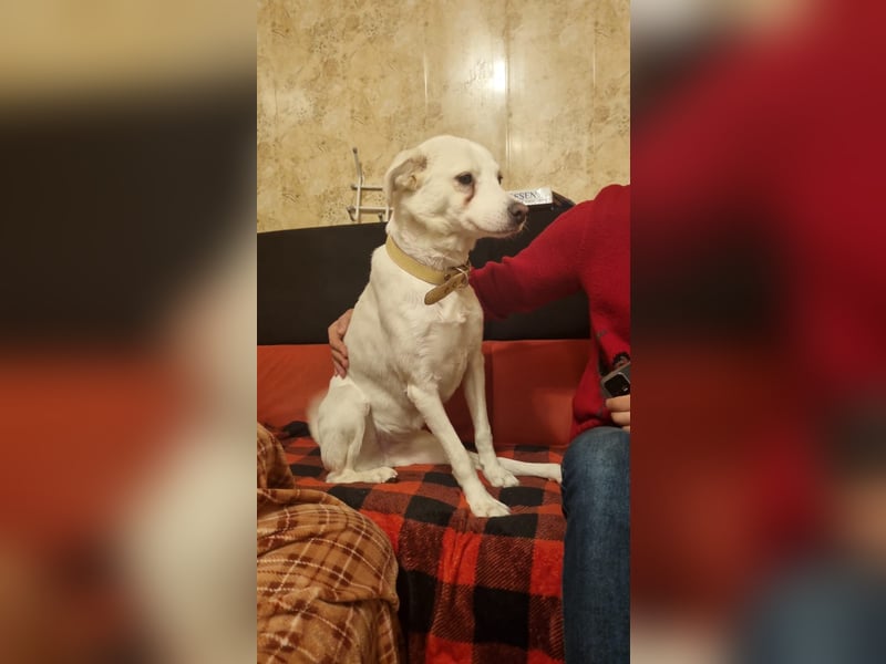 Julia ❤️ eine Kämpferin sucht ihr Zuhause