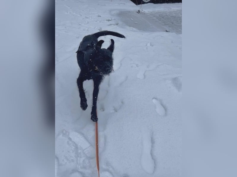 Palfy ❤️ junge, sportliche Hündin mit ganz viel Charme und Persönlichkeit sucht ihre Menschen