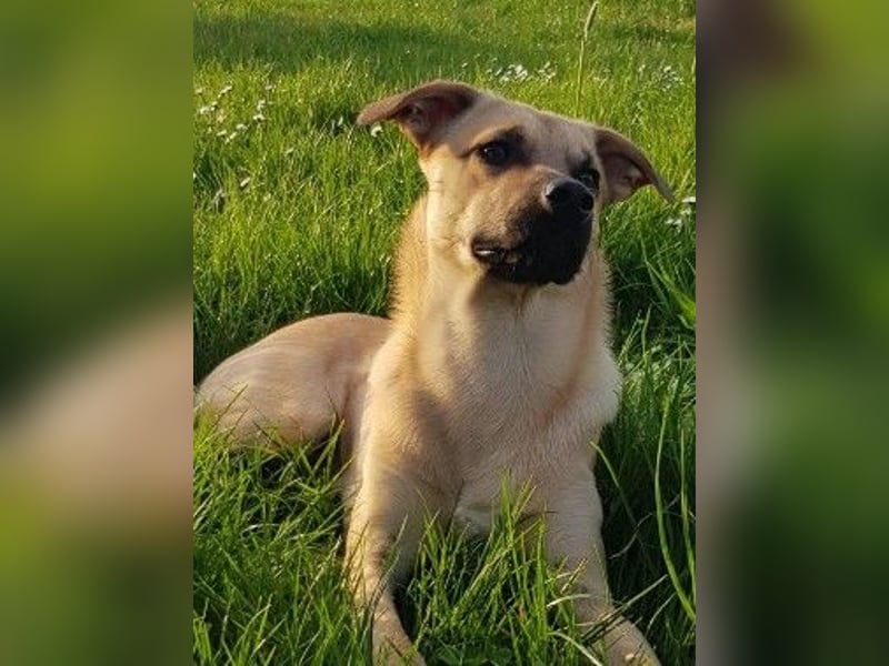 verkuschelter KUNO sucht ein Zuhause