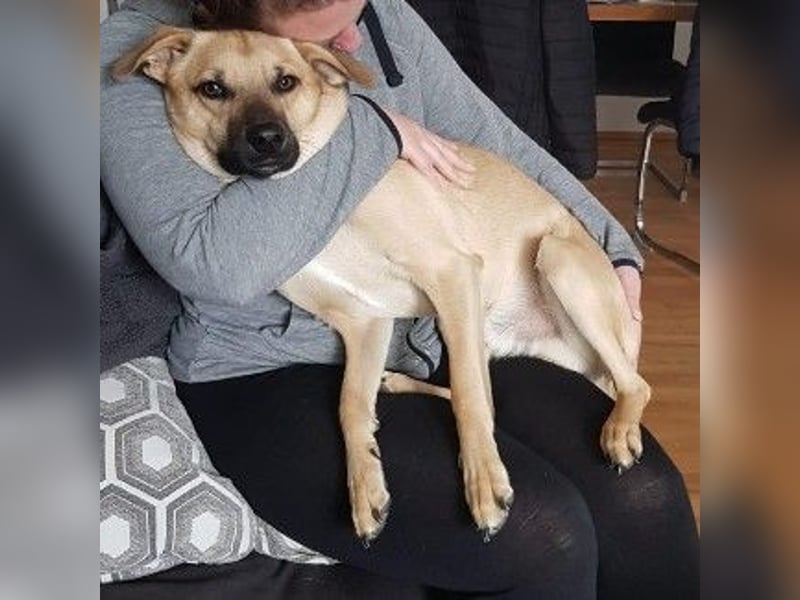 verkuschelter KUNO sucht ein Zuhause