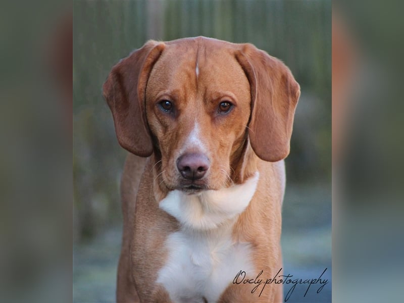 Buddy hat es verdient, geliebt zu werden