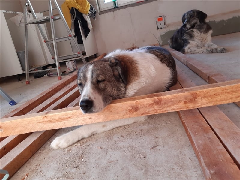 ❣️Besonderer Hund sucht ganz besondere Menschen mit Herz❣️