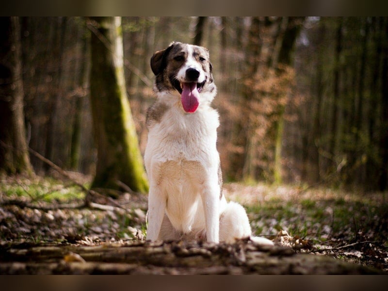 ❣️Besonderer Hund sucht ganz besondere Menschen mit Herz❣️