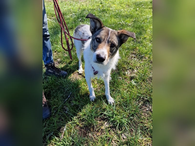 ❣️Terriermädchen Leia sucht neues Körbchen ❣️