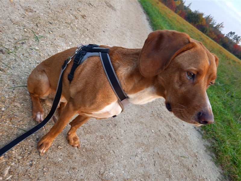 Buddy hat es verdient, geliebt zu werden