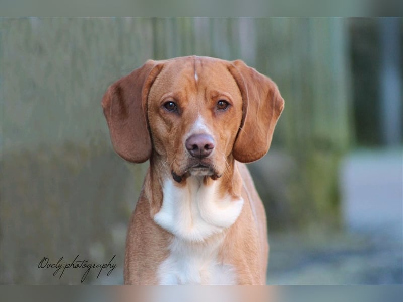 Buddy hat es verdient, geliebt zu werden