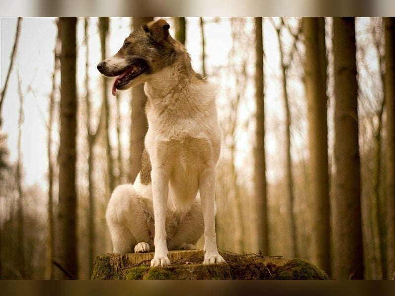 ❣️Besonderer Hund sucht ganz besondere Menschen mit Herz❣️