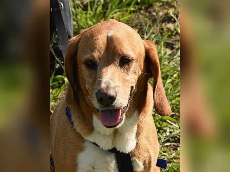 Buddy hat es verdient, geliebt zu werden