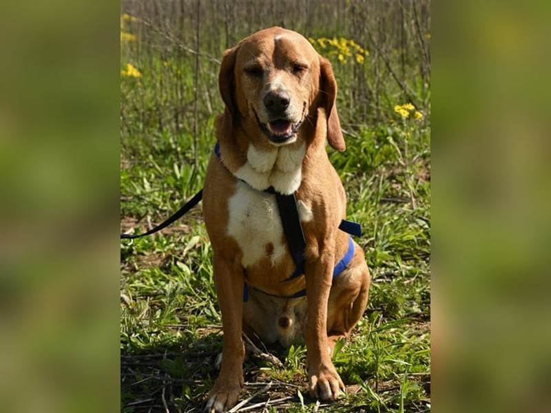 Buddy hat es verdient, geliebt zu werden