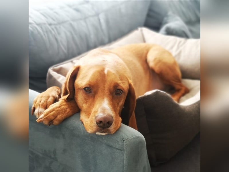 Buddy hat es verdient, geliebt zu werden