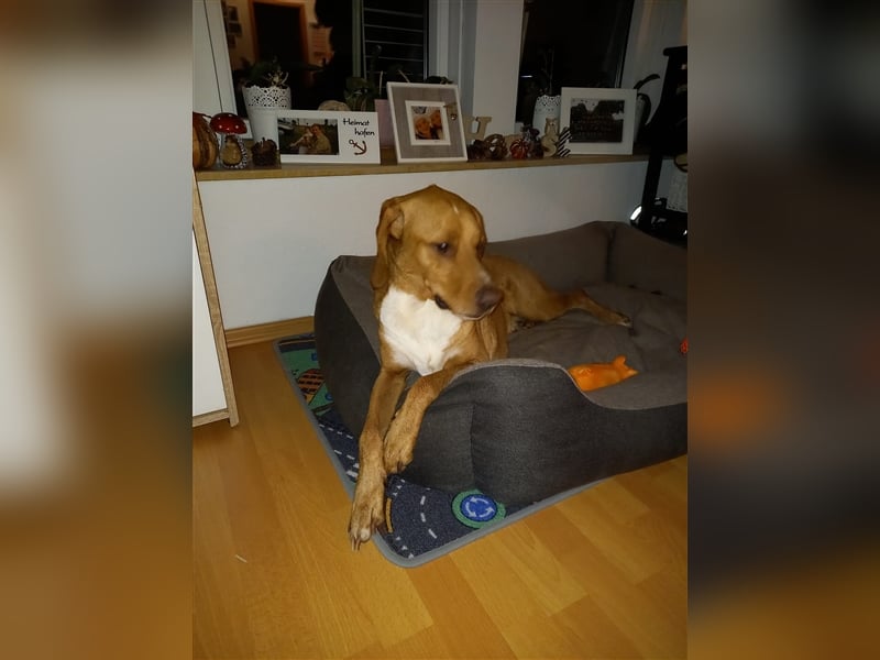 Buddy hat es verdient, geliebt zu werden