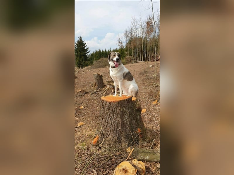 ❣️Besonderer Hund sucht ganz besondere Menschen mit Herz❣️