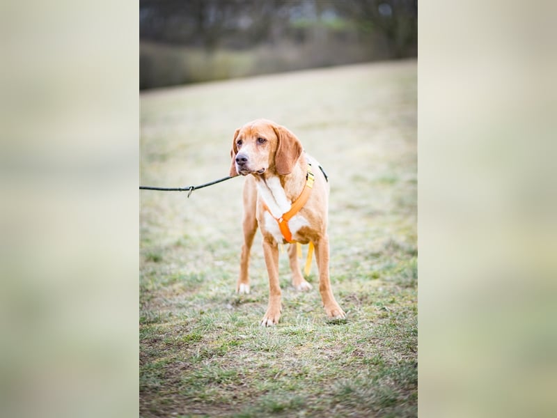 Buddy hat es verdient, geliebt zu werden