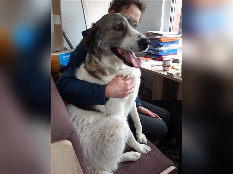 ❣️Besonderer Hund sucht ganz besondere Menschen mit Herz❣️