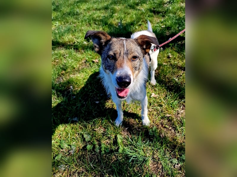 ❣️Terriermädchen Leia sucht neues Körbchen ❣️