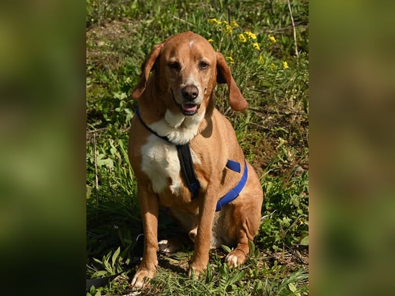 Buddy hat es verdient, geliebt zu werden