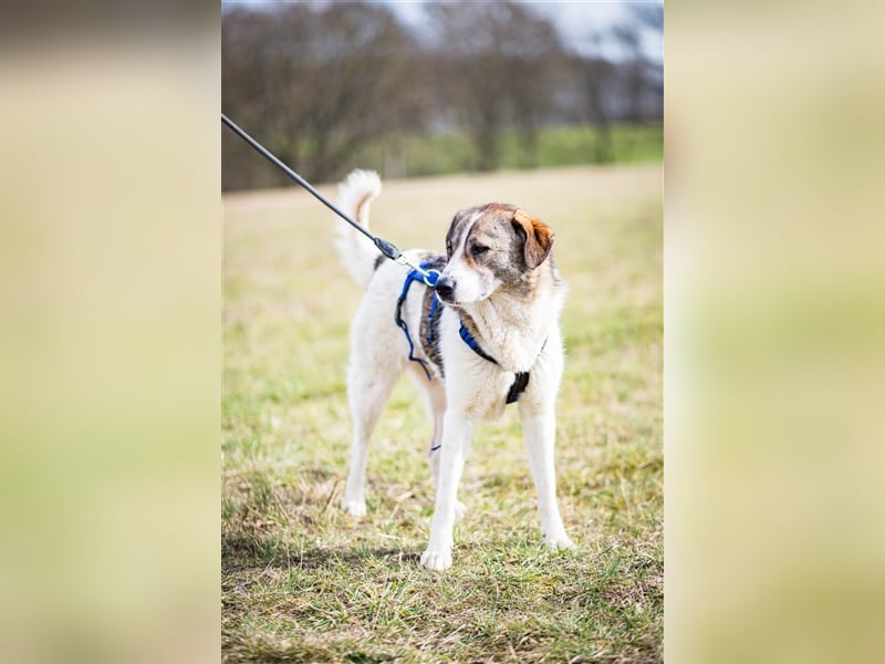 ❣️Besonderer Hund sucht ganz besondere Menschen mit Herz❣️