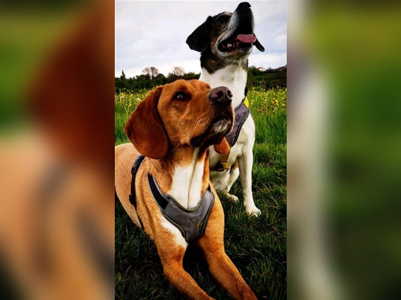 Buddy hat es verdient, geliebt zu werden