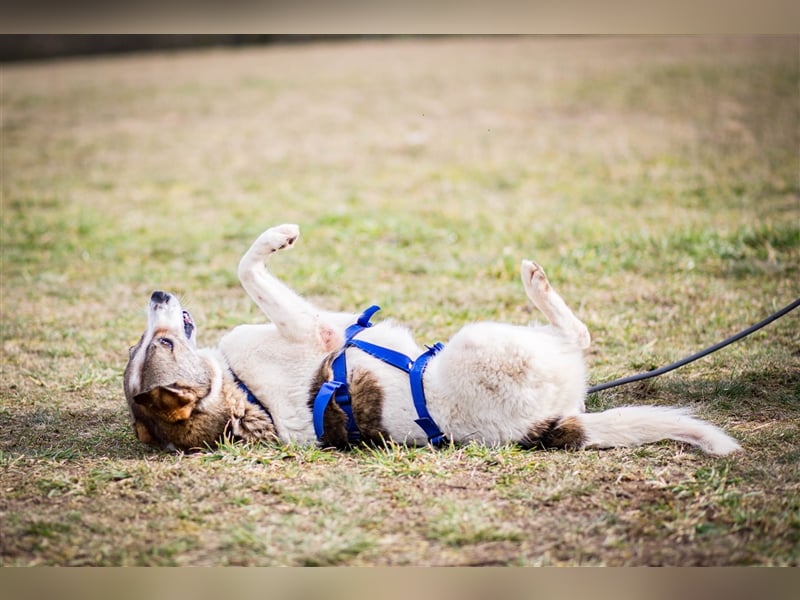 ❣️Besonderer Hund sucht ganz besondere Menschen mit Herz❣️