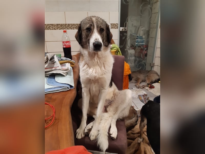 ❣️Besonderer Hund sucht ganz besondere Menschen mit Herz❣️