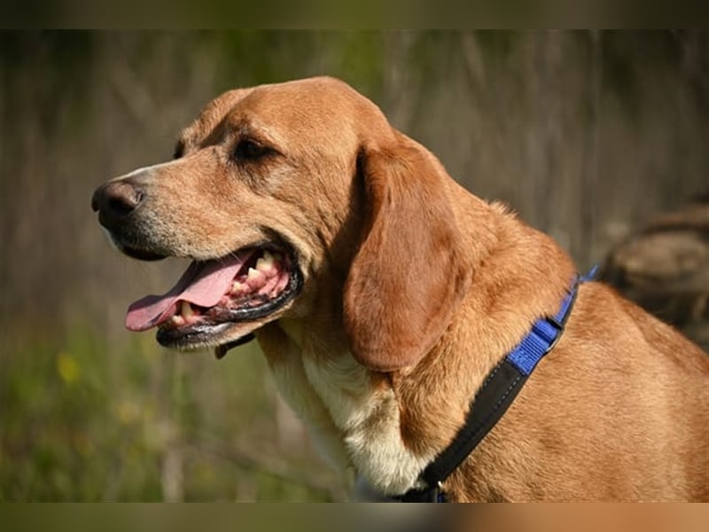 Buddy hat es verdient, geliebt zu werden