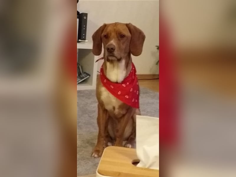 Buddy hat es verdient, geliebt zu werden