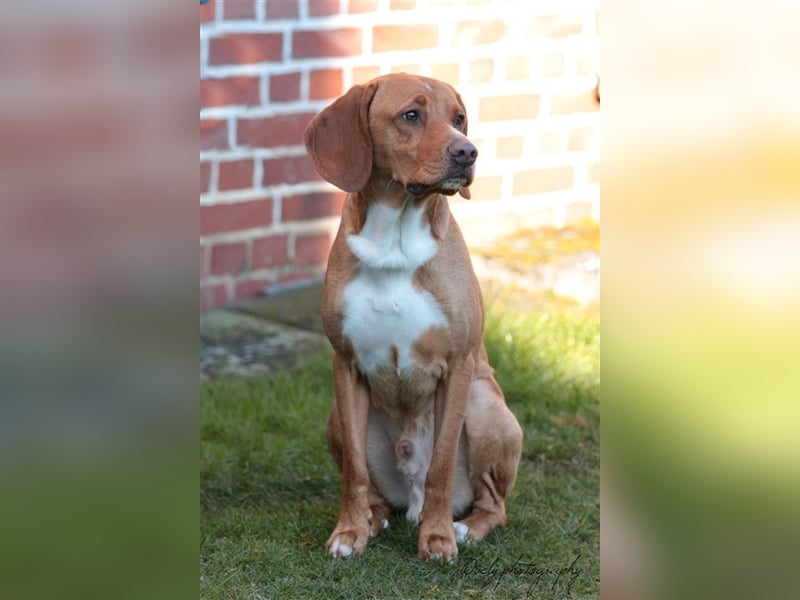 Buddy hat es verdient, geliebt zu werden