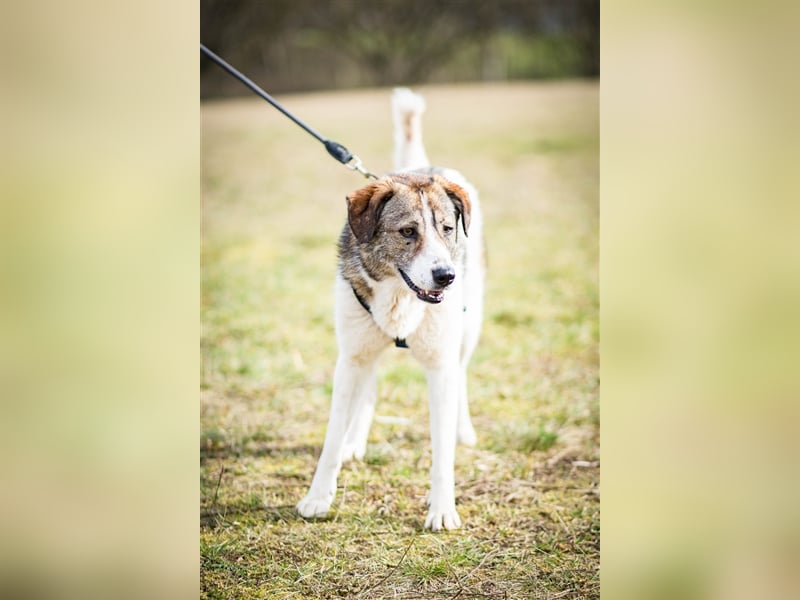 ❣️Besonderer Hund sucht ganz besondere Menschen mit Herz❣️