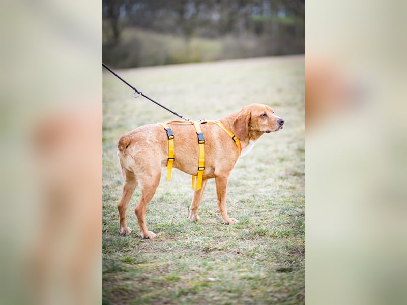 Buddy hat es verdient, geliebt zu werden