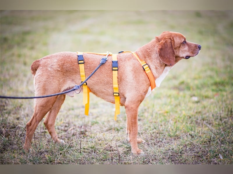 Buddy hat es verdient, geliebt zu werden