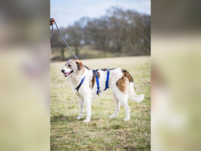 ❣️Besonderer Hund sucht ganz besondere Menschen mit Herz❣️