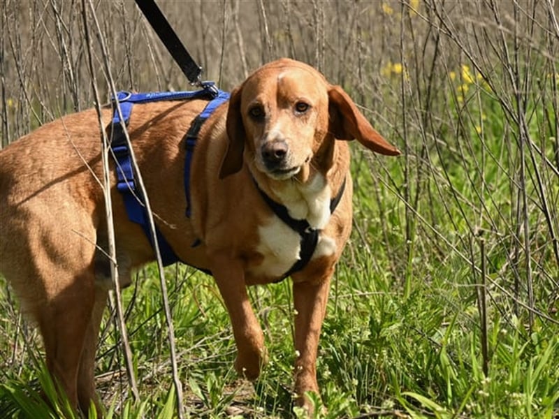 Buddy hat es verdient, geliebt zu werden