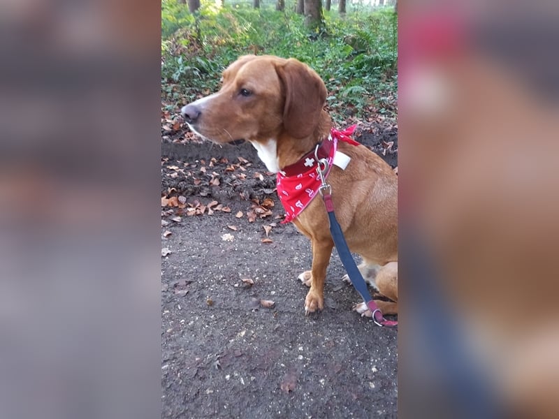 Buddy hat es verdient, geliebt zu werden