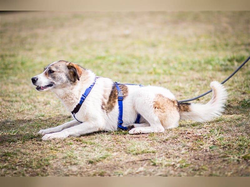 ❣️Besonderer Hund sucht ganz besondere Menschen mit Herz❣️