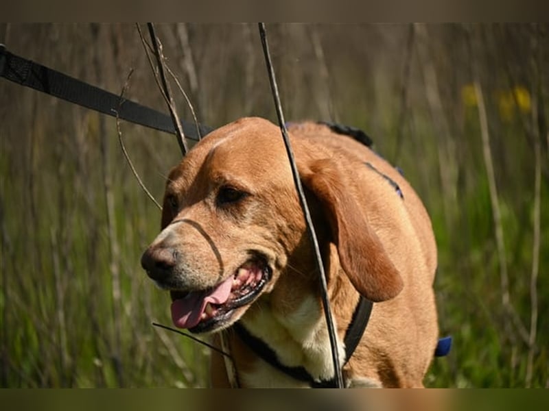 Buddy hat es verdient, geliebt zu werden