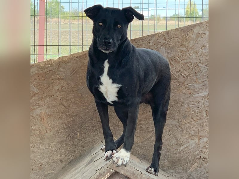 Liebevolle NANDAS sucht liebevolle Menschen