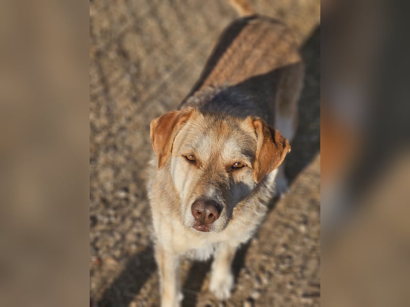 SILLY sehnt sich nach einem Zuhause