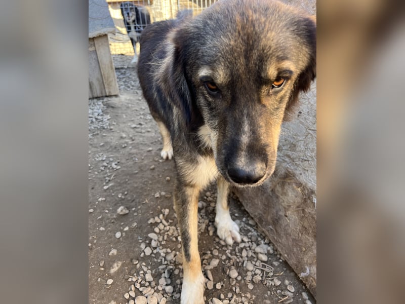 LUPIN sucht sein Zuhause