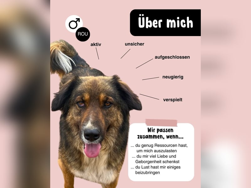 BALI sucht ein liebevolles Zuhause