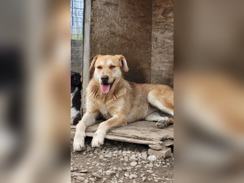 SILLY sehnt sich nach einem Zuhause