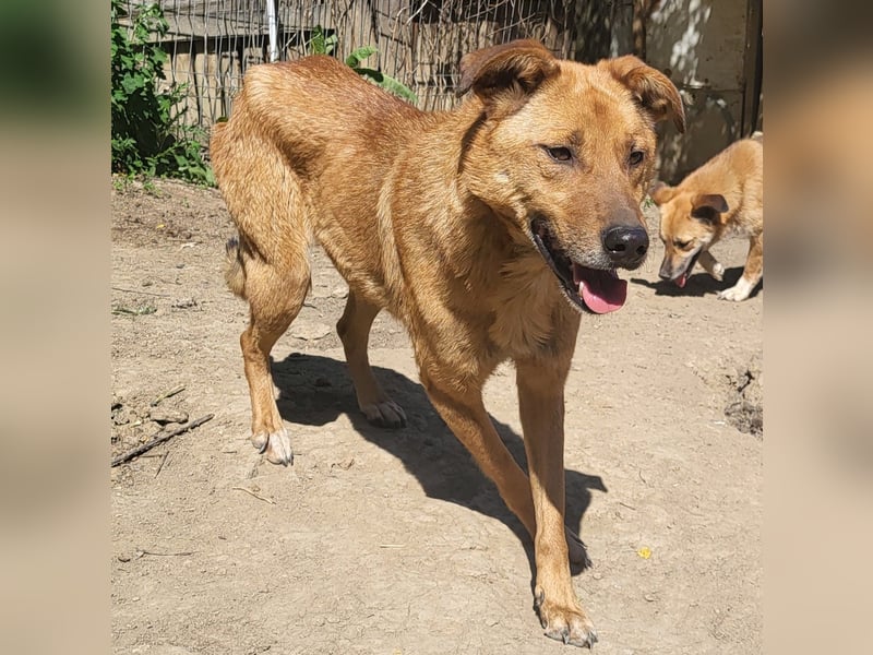 MONTY sucht nach Liebe