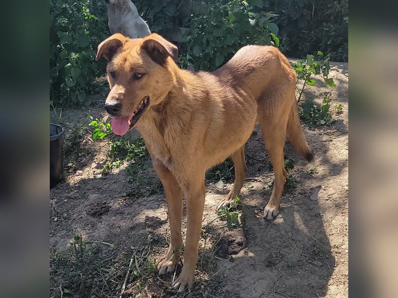 MONTY sucht nach Liebe