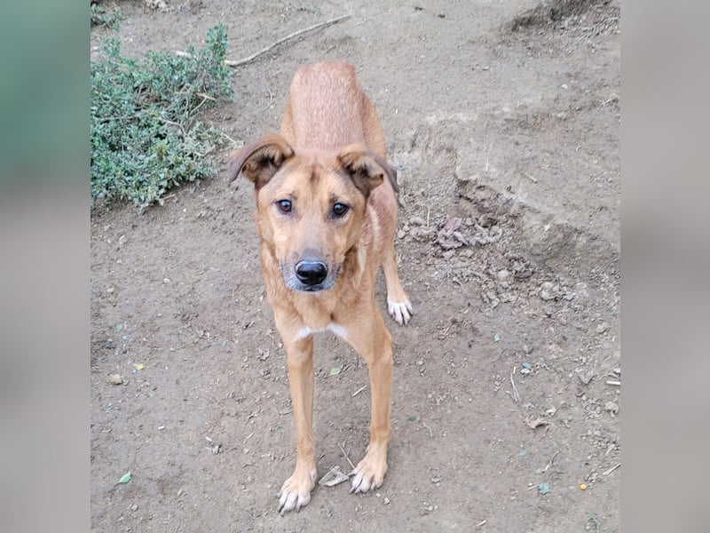 MONTY sucht nach Liebe