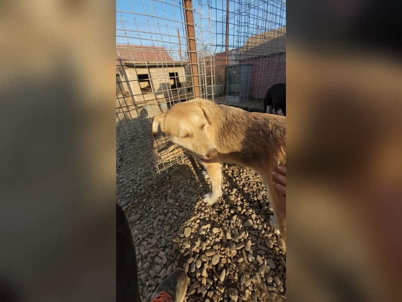 SILLY sehnt sich nach einem Zuhause