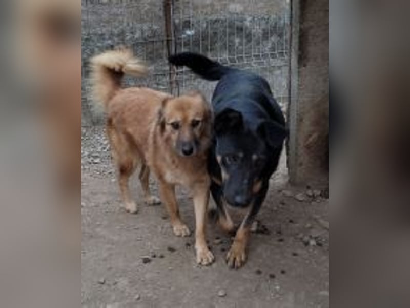 KARLA - darf ich bei dir aufblühen?