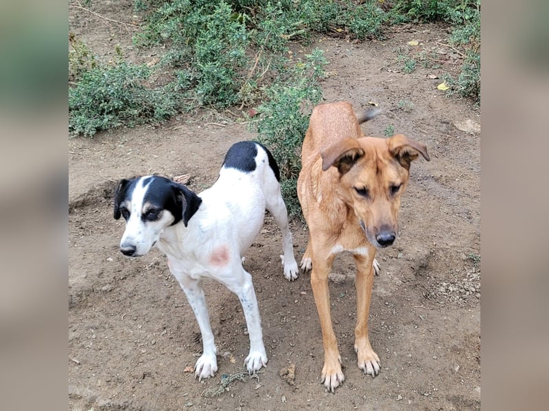 MONTY sucht nach Liebe