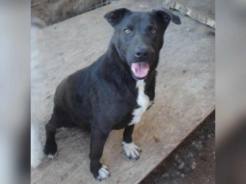 Liebevolle NANDAS sucht liebevolle Menschen