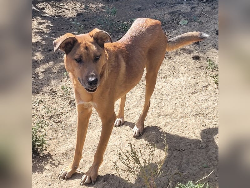 MONTY sucht nach Liebe