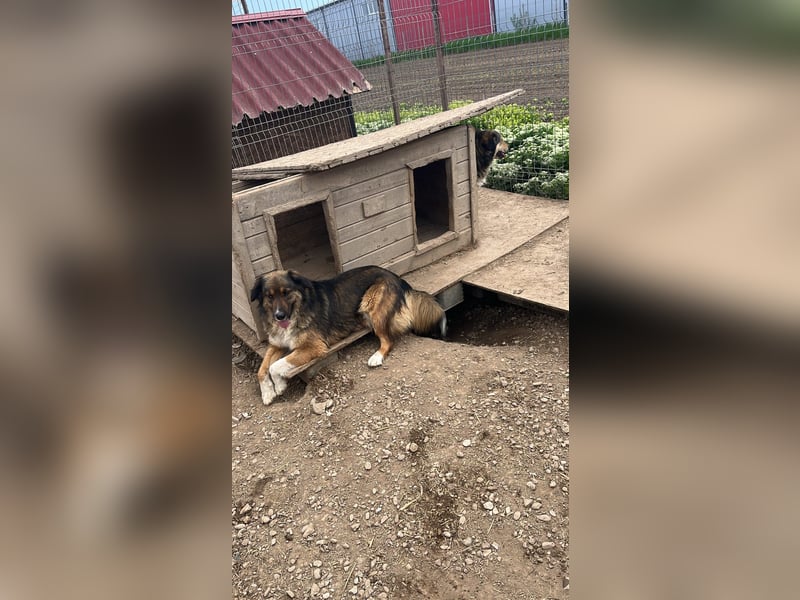 BALI sucht ein liebevolles Zuhause